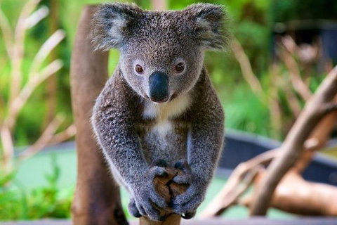 Newcastle And Central Coast Private Shore Excursion | Departs Newcastle Port - Darwin Holiday 10