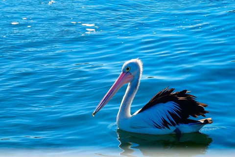 Newcastle And Central Coast Private Shore Excursion | Departs Newcastle Port - Darwin Holiday 7