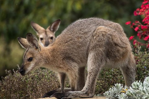 Newcastle And Central Coast Private Shore Excursion | Departs Newcastle Port - Darwin Holiday 3
