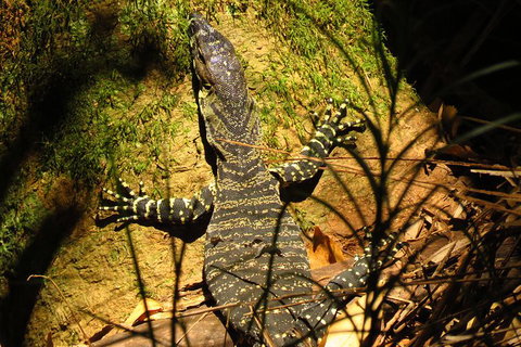 Minyon Falls Rainforest Walk - Darwin Holiday 4