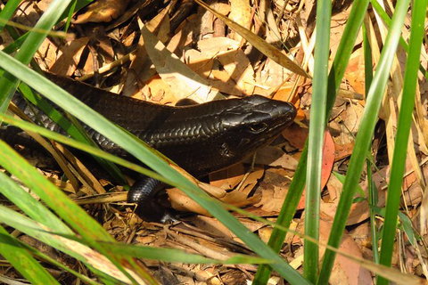 Minyon Falls Rainforest Walk - Darwin Holiday 3