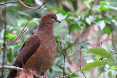 Minyon Falls Rainforest Walk - Darwin Holiday 7