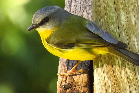 Minyon Falls Rainforest Walk - Darwin Holiday 6
