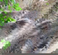 Byron Bay Wildlife Safari - Darwin Holiday