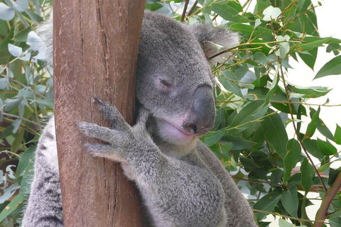 Private Guided Tour From Sydney To Blue Mountains National Park - Darwin Holiday 6