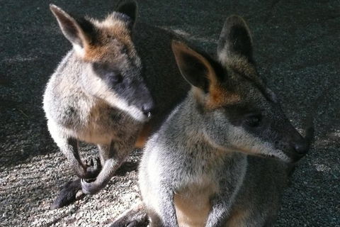 Private Guided Tour From Sydney To Blue Mountains National Park - Darwin Holiday 9