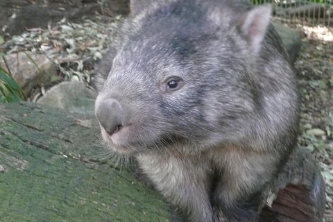 Private Guided Tour From Sydney To Blue Mountains National Park - Darwin Holiday 8