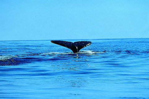 Whale Watching By Sea Kayak In Batemans Bay - Darwin Holiday 1