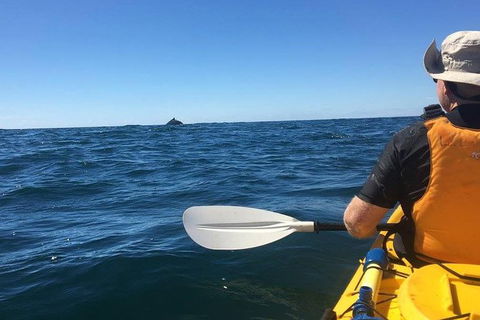 Whale Watching By Sea Kayak In Batemans Bay - Darwin Holiday 7