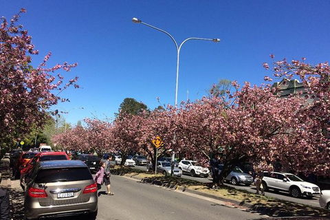 All-Day Blue Mountains Private Tour With Professional Guide For Up To 4 People - Darwin Holiday 16