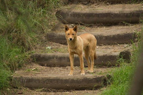 Inside The Greater Blue Mountains World Heritage - A Wildlife Safari Overnight - Darwin Holiday 24