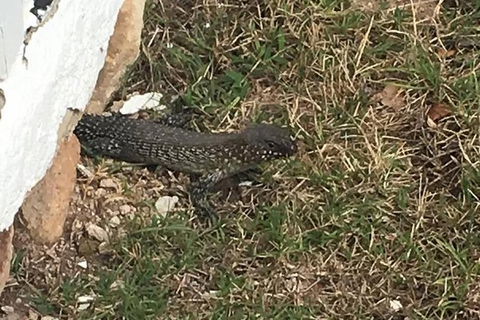 Inside The Greater Blue Mountains World Heritage - A Wildlife Safari Overnight - Darwin Holiday 10