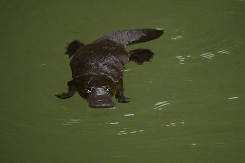 Inside The Greater Blue Mountains World Heritage - A Wildlife Safari Overnight - Darwin Holiday 20