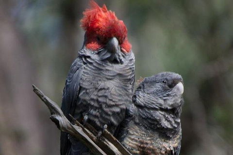 Inside The Greater Blue Mountains World Heritage - A Wildlife Safari Overnight - Darwin Holiday 12