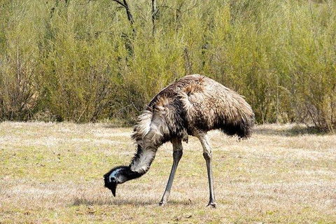 Inside The Greater Blue Mountains World Heritage - A Wildlife Safari Overnight - Darwin Holiday 19