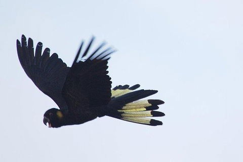 Inside The Greater Blue Mountains World Heritage - A Wildlife Safari Overnight - Darwin Holiday 11