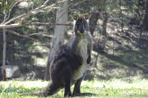 Inside The Greater Blue Mountains World Heritage - A Wildlife Safari Overnight - Darwin Holiday 27