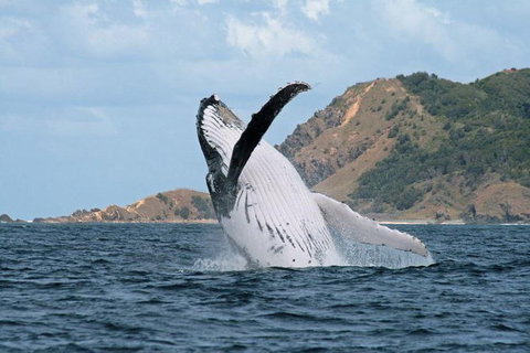 Byron Bay Whale Watching Cruise - Darwin Holiday 7