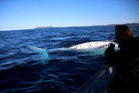 Byron Bay Whale Watching Cruise - Darwin Holiday 8