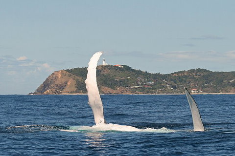 Byron Bay Whale Watching Cruise - Darwin Holiday 4