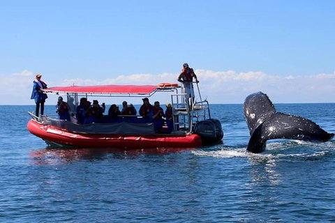 Byron Bay Whale Watching Cruise - Darwin Holiday 2