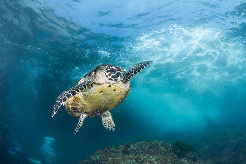 5-Hour Byron Bay Introductory Scuba Diving Tour - Darwin Holiday 1
