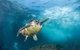 5-Hour Byron Bay Introductory Scuba Diving Tour - thumb 7