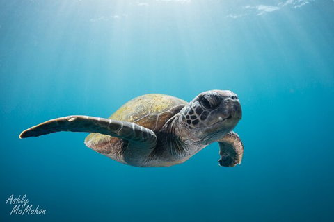 5-Hour Byron Bay Introductory Scuba Diving Tour - Darwin Holiday 9