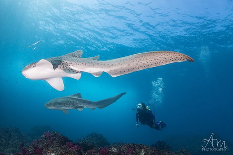 5-Hour Byron Bay Introductory Scuba Diving Tour - Darwin Holiday 6