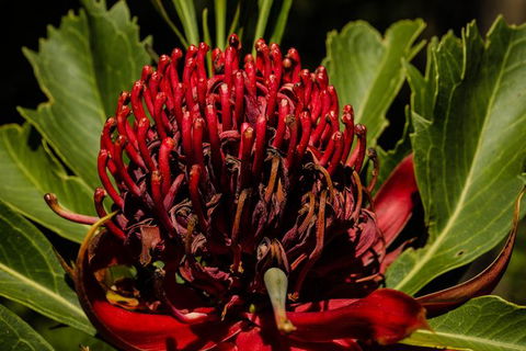 Private Tour: Blue Mountains Day Trip From Sydney - Darwin Holiday 4