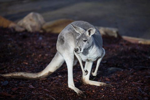Private Tour: Blue Mountains Day Trip From Sydney - Darwin Holiday 11