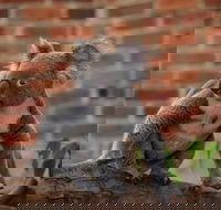 Blue Mountains Deluxe Small-Group Eco Wildlife Tour from Sydney - Darwin Holiday