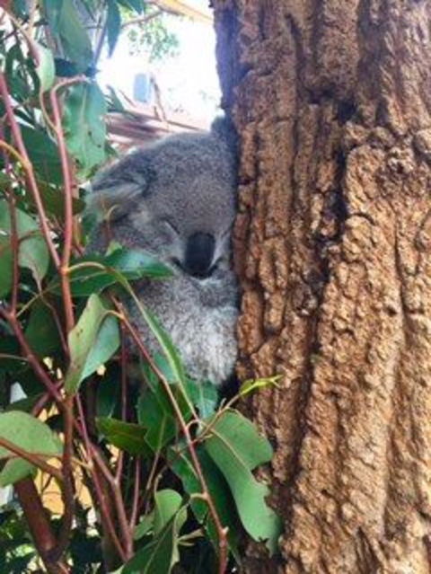 Sydney Attraction Pass Including Taronga Zoo, Sydney Opera House, SEA LIFE Sydney Aquarium - Darwin Holiday 20