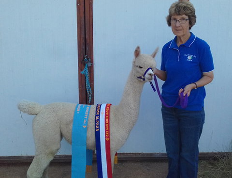Marchmont Park Alpacas - Darwin Holiday 0