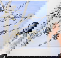 Bingara Gallery - Darwin Holiday