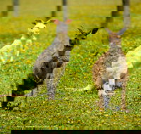 Bordertown Wildlife Park - Darwin Holiday