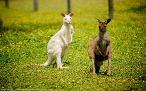 Bordertown Wildlife Park - Darwin Holiday 0