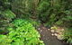 Brindle Creek Walking Track - thumb 0
