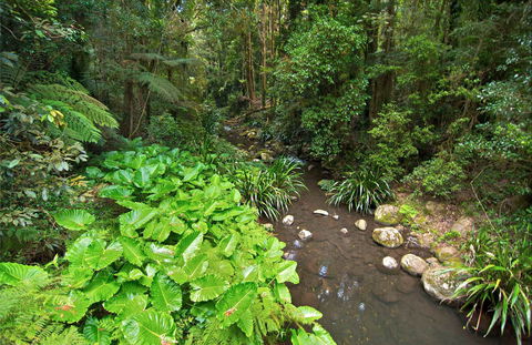 Brindle Creek Walking Track - Darwin Holiday 0