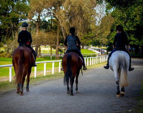 Centennial Stables - Darwin Holiday 0