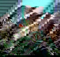 Cohunu Koala Park - Darwin Holiday