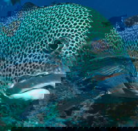 Fish Bowl Dive Site - Darwin Holiday