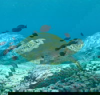 Flinders Reef Dive Site - Darwin Holiday