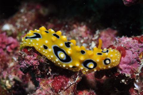 Flinders Reef Dive Site - Darwin Holiday 1