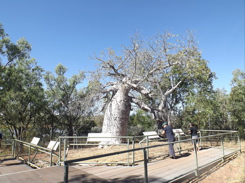 Gregory's Tree, Timber Creek - Darwin Holiday 0