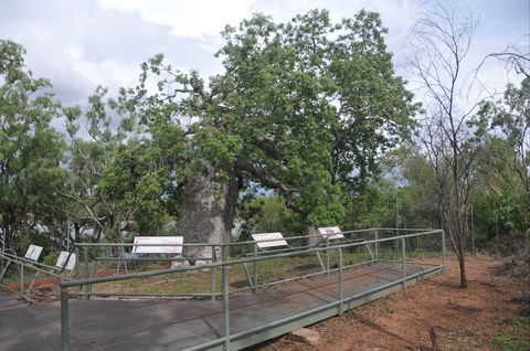 Gregory's Tree, Timber Creek - Darwin Holiday 1