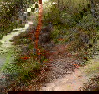 Great North walk - Brisbane Water National Park - Darwin Holiday
