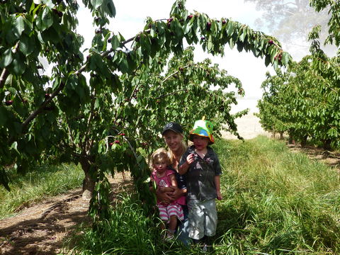 Harben Vale Pick Your Own Cherries - Darwin Holiday 0