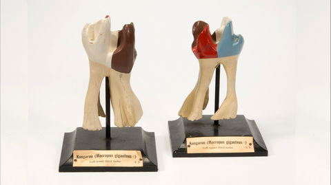 Henry Forman Atkinson Dental Museum - Darwin Holiday 0