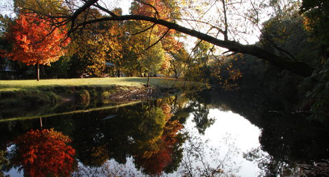 Jamieson Significant Trees - Darwin Holiday 0